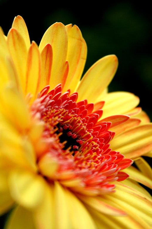 Gerbera Makro 2