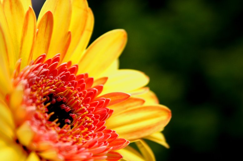 Gerbera Makro 3