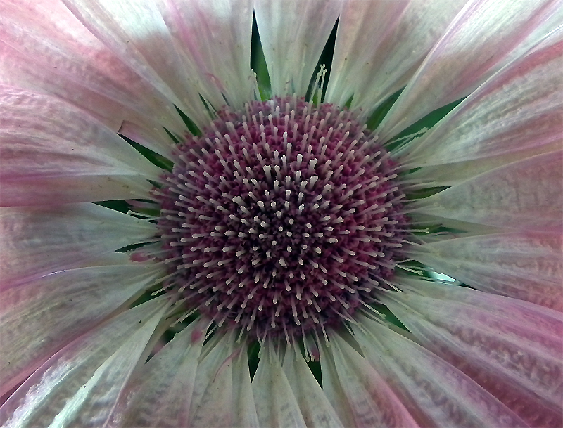 Gerbera Makro