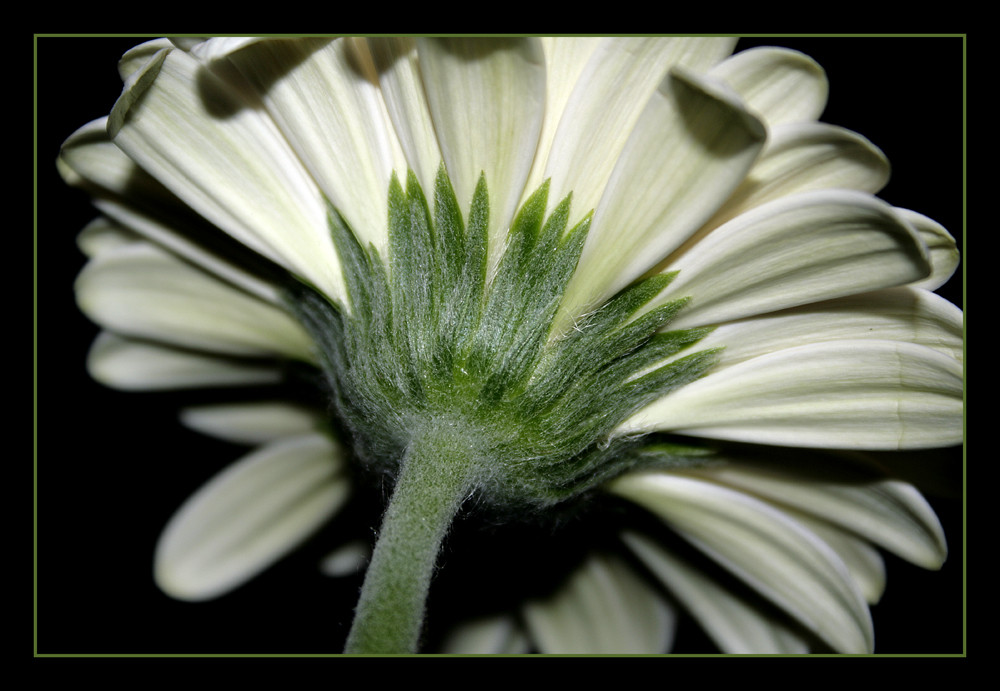 Gerbera mal anders