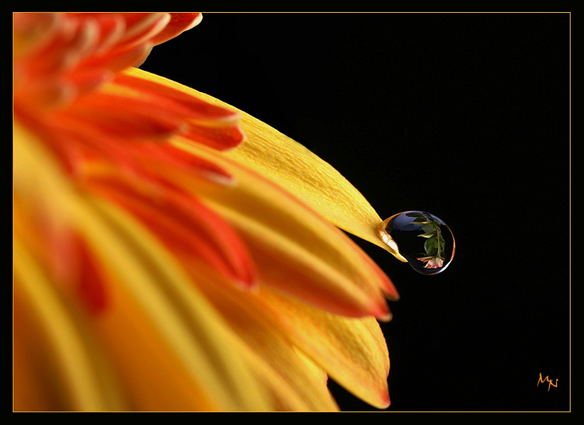 Gerbera meets Rose