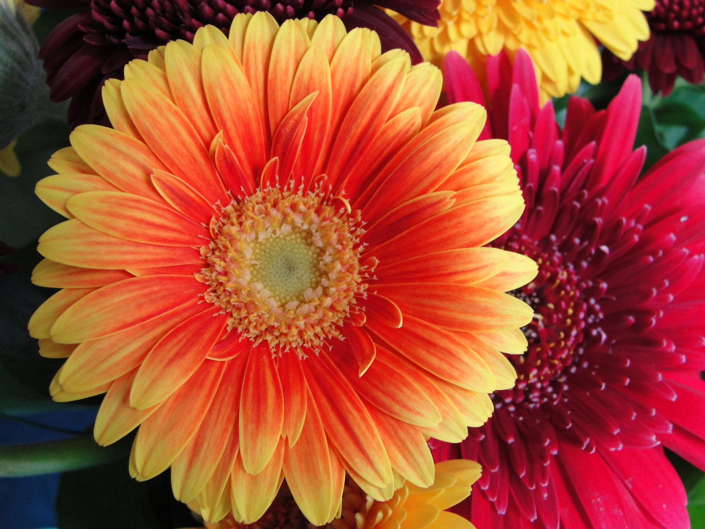 Gerbera, meine Lieblingsblumen