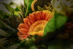 Gerbera, meine Mittwochsblüte