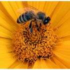 Gerbera mit Besuch