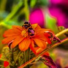 Gerbera mit Besuch