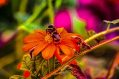 Gerbera mit Besuch