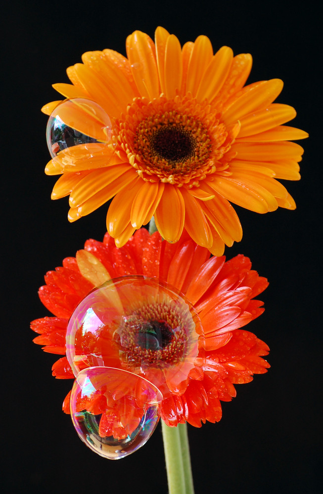 Gerbera mit Bubbles - Part 2