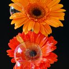 Gerbera mit Bubbles - Part 2