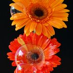 Gerbera mit Bubbles - Part 2