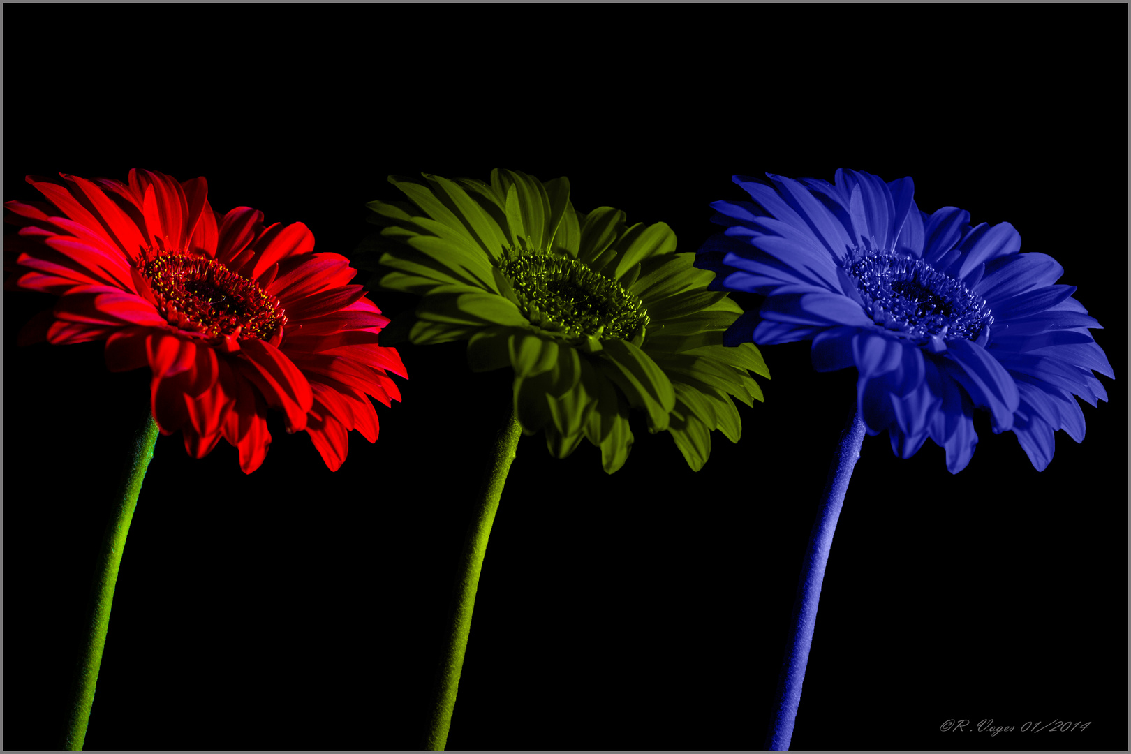 Gerbera mit Farbe