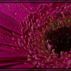 Gerbera mit Makroblitz