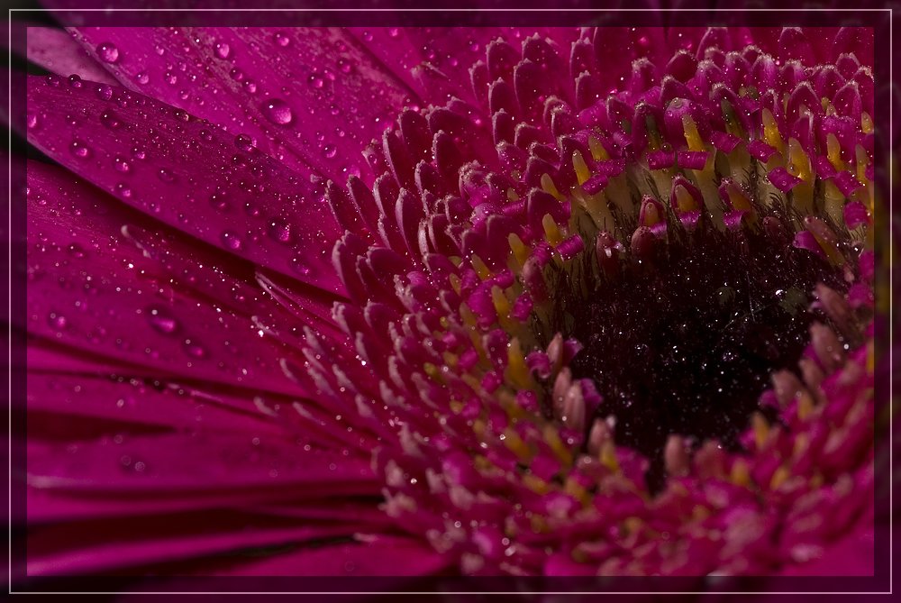 Gerbera mit Makroblitz