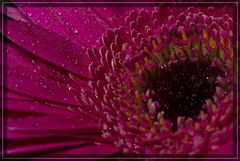 Gerbera mit Makroblitz