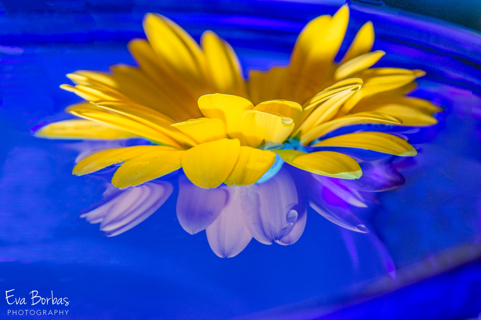   Gerbera mit  reflections