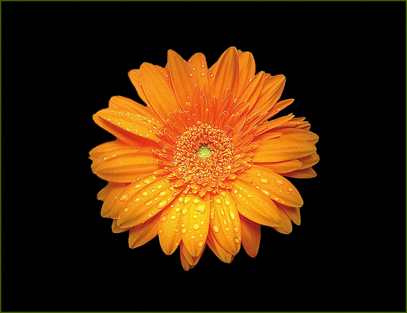 Gerbera mit Tränen