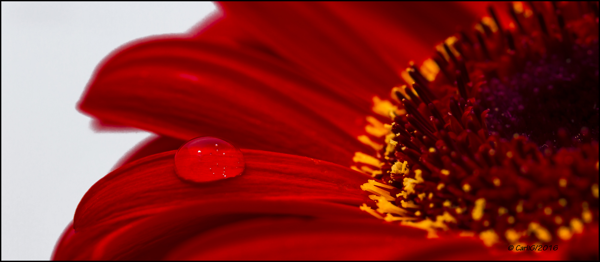 Gerbera mit Tropfen