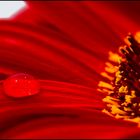 Gerbera mit Tropfen