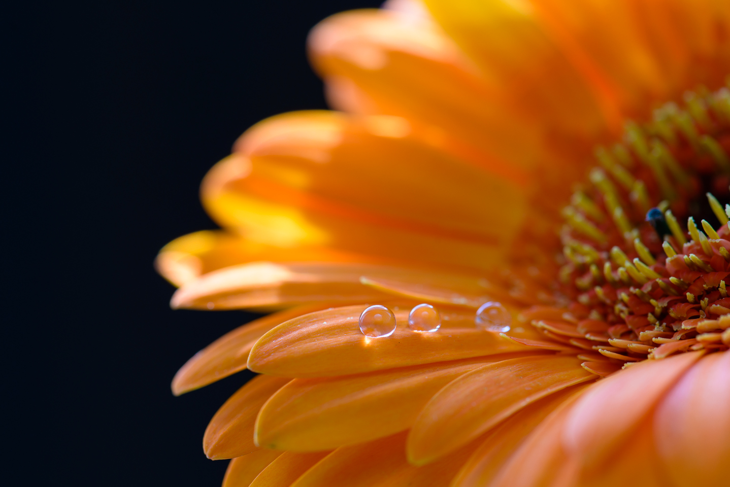 Gerbera mit Tropfen