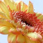 Gerbera mit Tropfen