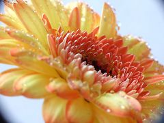 Gerbera mit Tropfen