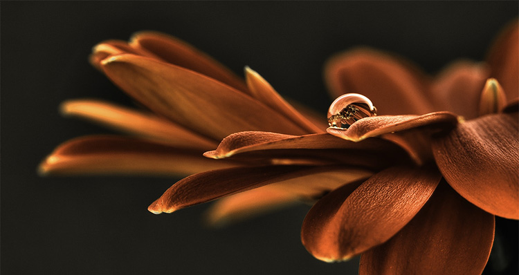 Gerbera mit Tropfen