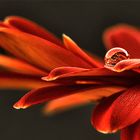 Gerbera mit Tropfen