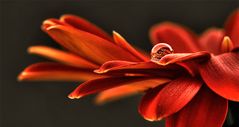 Gerbera mit Tropfen