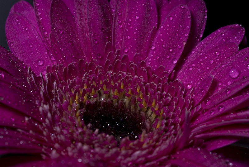 Gerbera mit Tropfen