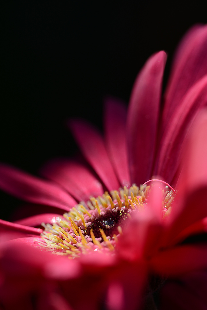 Gerbera mit Wassertropfen 