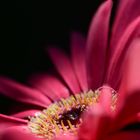 Gerbera mit Wassertropfen 