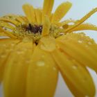 Gerbera mit Wassertropfen