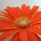 Gerbera mit Wassertropfen