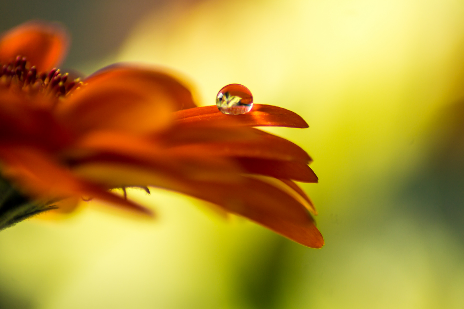 Gerbera mit Wassertropfen