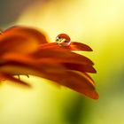 Gerbera mit Wassertropfen