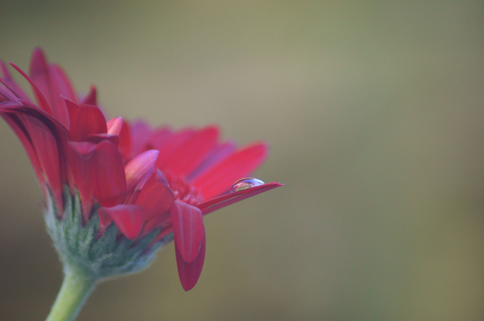 Gerbera mit Wassertropfen