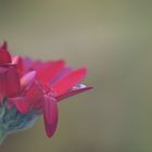 Gerbera mit Wassertropfen