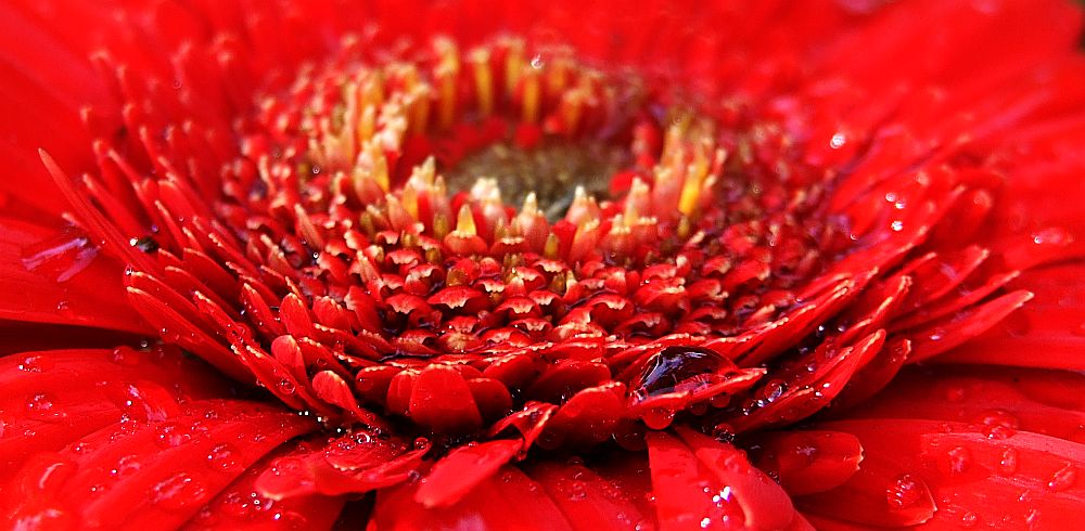 Gerbera mit Wassertropfen.....