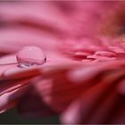 Gerbera mit Wassertropfen 