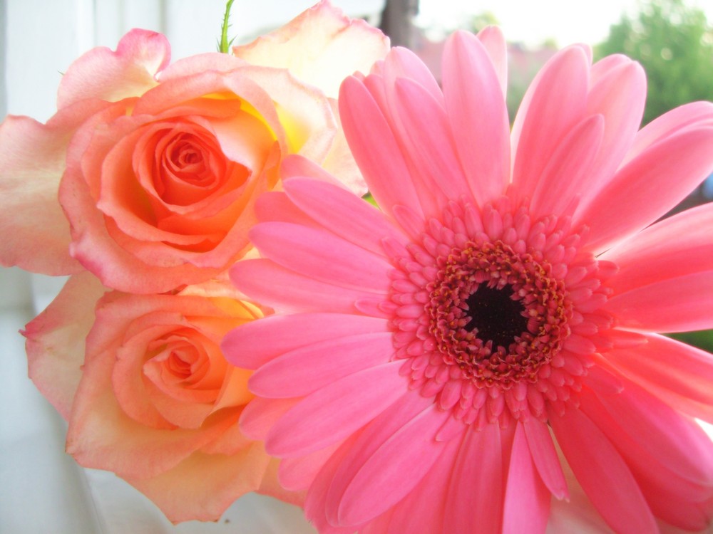 Gerbera mit zarten Blüten