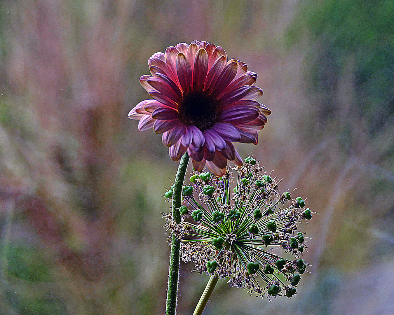 Gerbera mit Zierlauchbegleitung