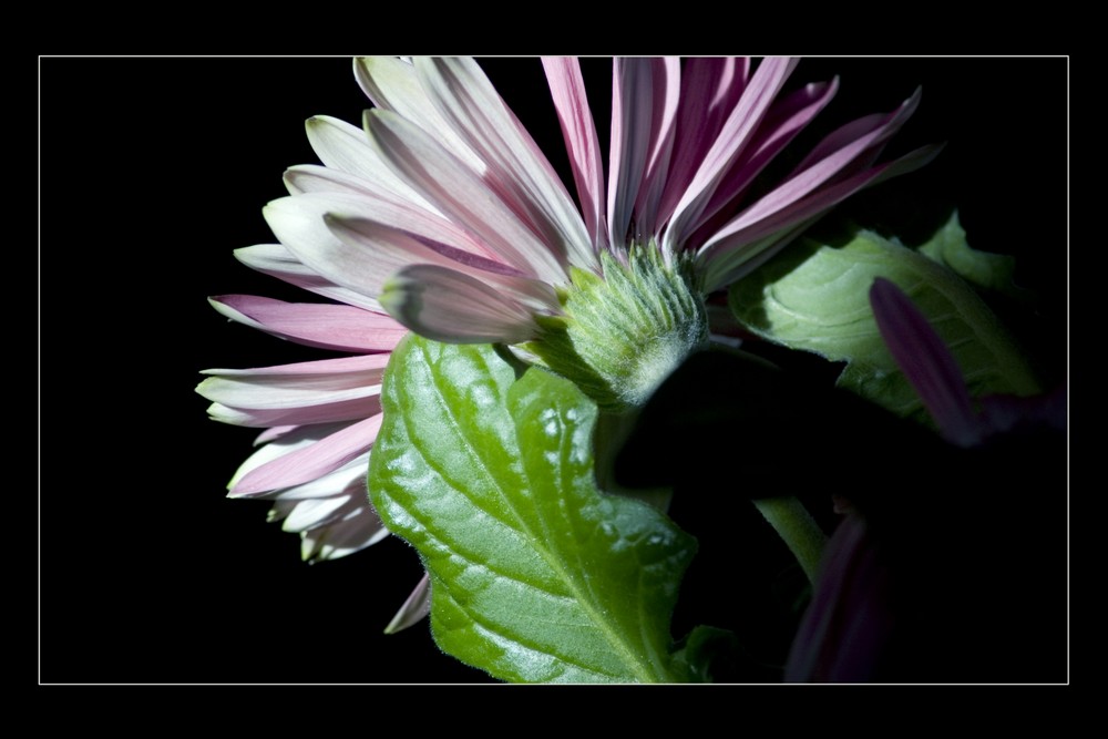 Gerbera Mittel