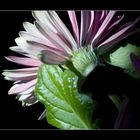 Gerbera Mittel