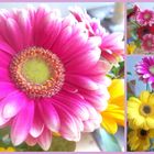 Gerbera-Mix