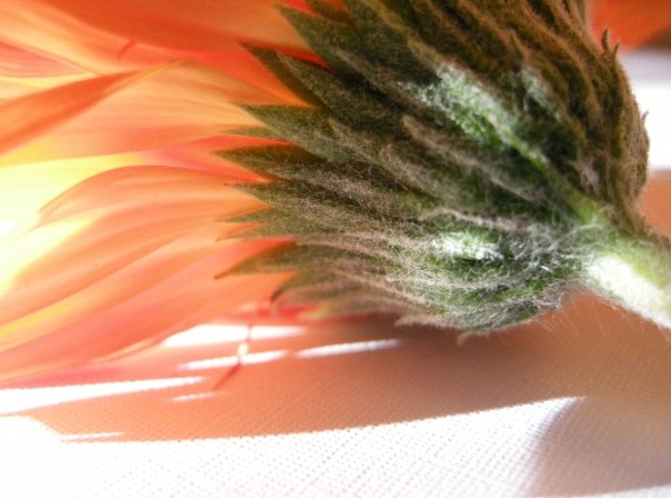 Gerbera naranja