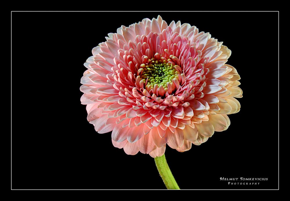 Gerbera No. 2033 HDR