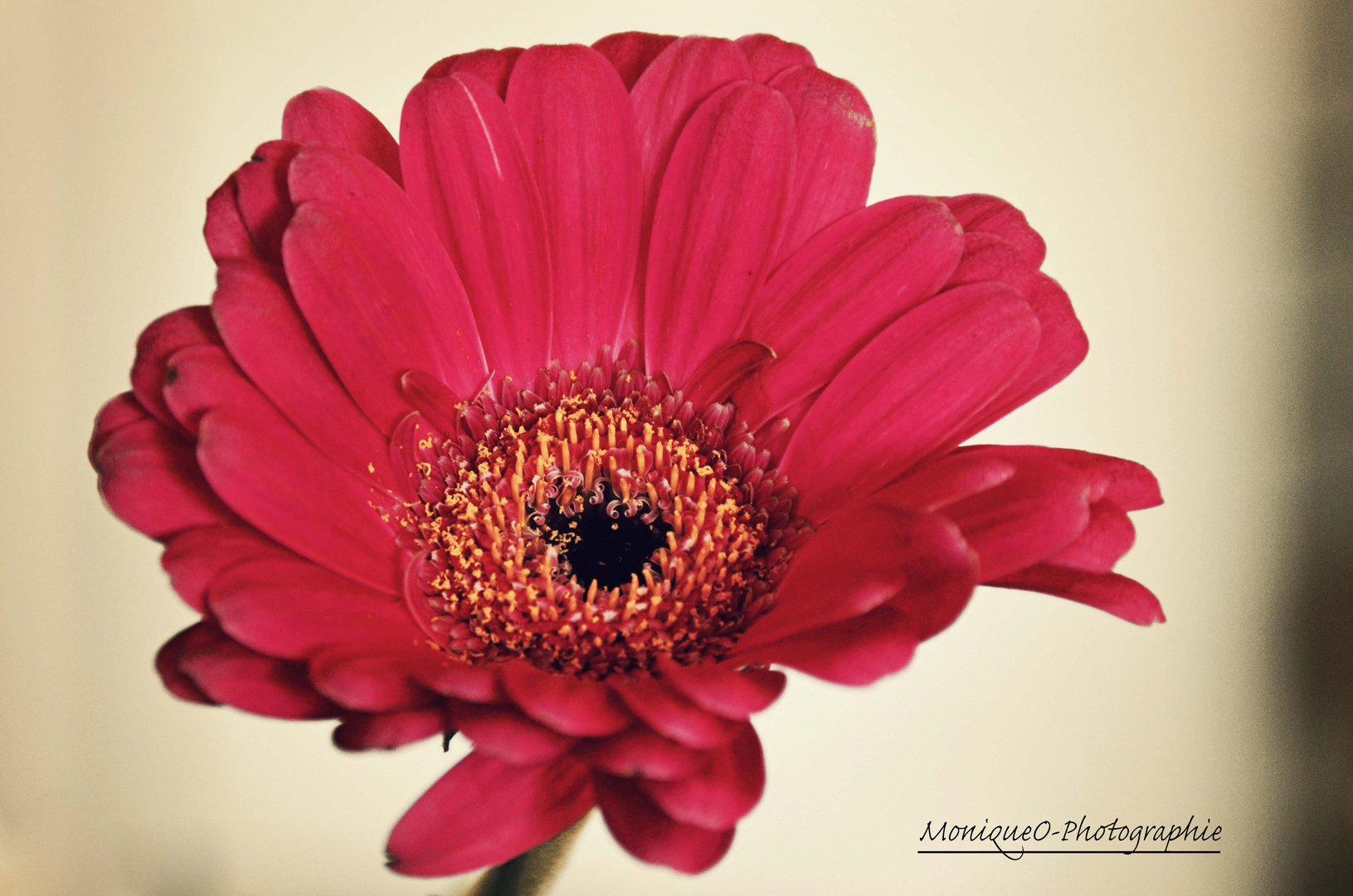 Gerbera Nr. 2