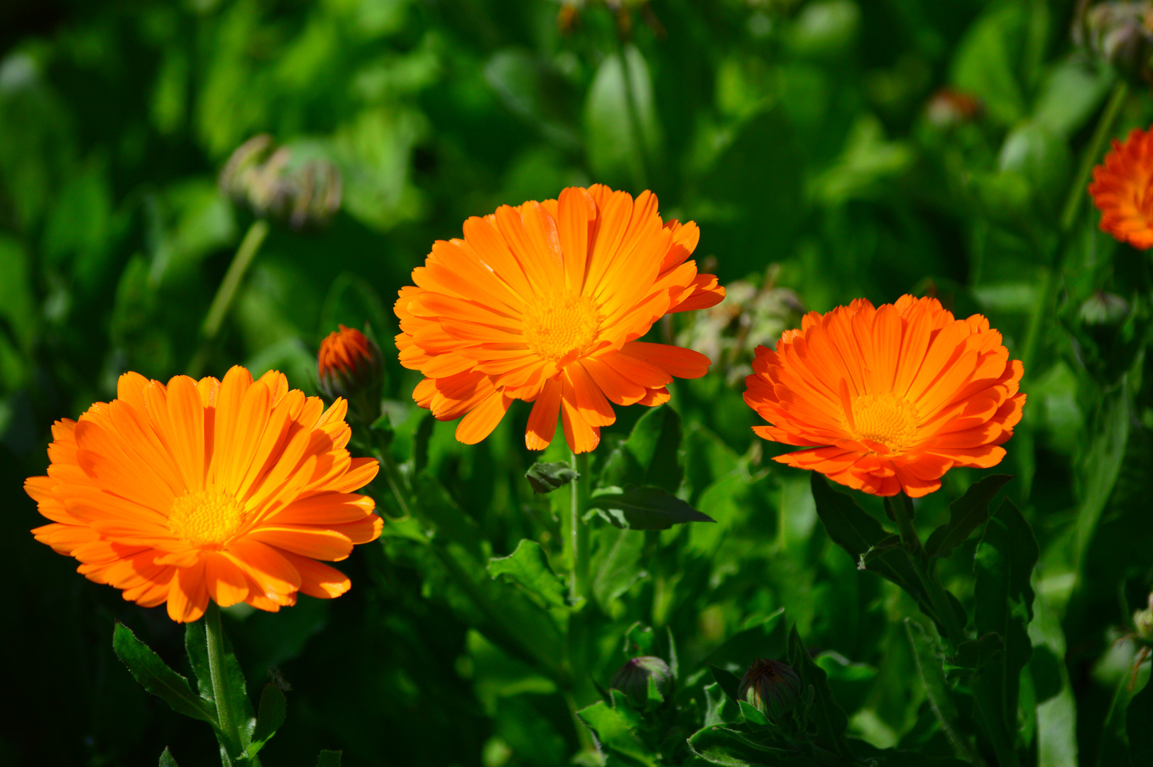 Gerbera??? oder etwas Artverwandtes