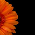 Gerbera - Orange