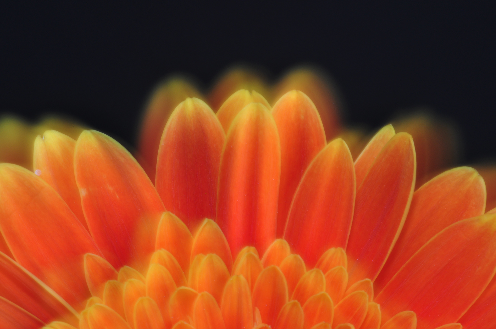 Gerbera orange