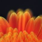 Gerbera orange